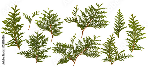 Fresh green pine leaves isolated on white background photo