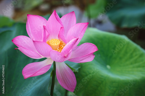 lotus in summer photo