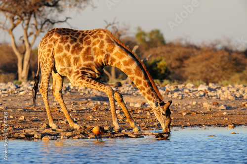 Giraffe beim trinken am Wasserloch, Etosha Nationalpark, Namibia, (Giraffa camelopardalis)