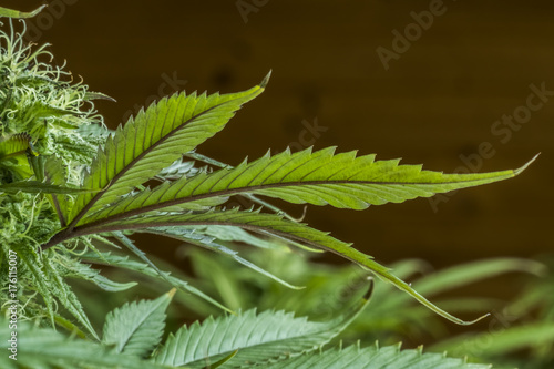 cannabis marihuana