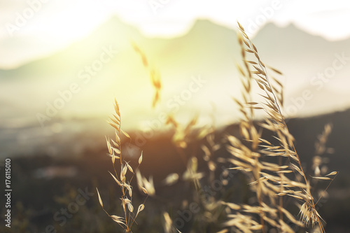vintage sunny photo of wild meadow grass in field on natural sunny background. Fresh morning outdoor photo with warm summer colors