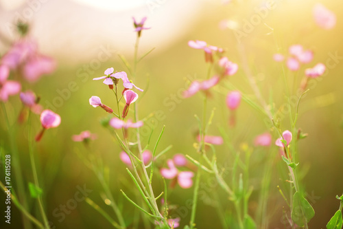 soft beautiful meadow wild pink flowers on natural green grass background in field. Outdoor fresh summer photo with warm colors