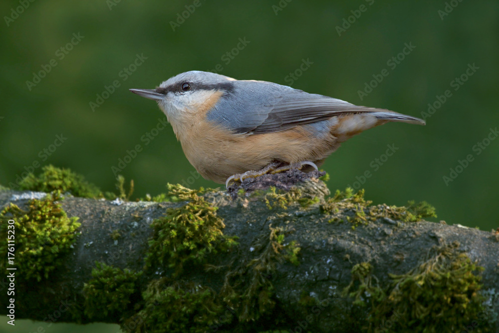 Kleiber (Sitta europaea) sitzt auf einem Baumstamm Kleiber (Sitta europaea) sitzt auf einem Baumstamm