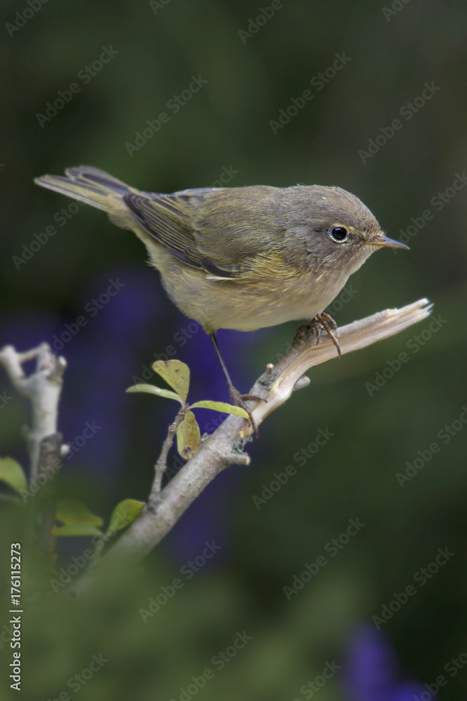 Berglaubsänger (Phylloscopus bonelli) sitzt auf einem Ast Berglaubsänger (Phylloscopus bonelli) sitzt auf einem Ast