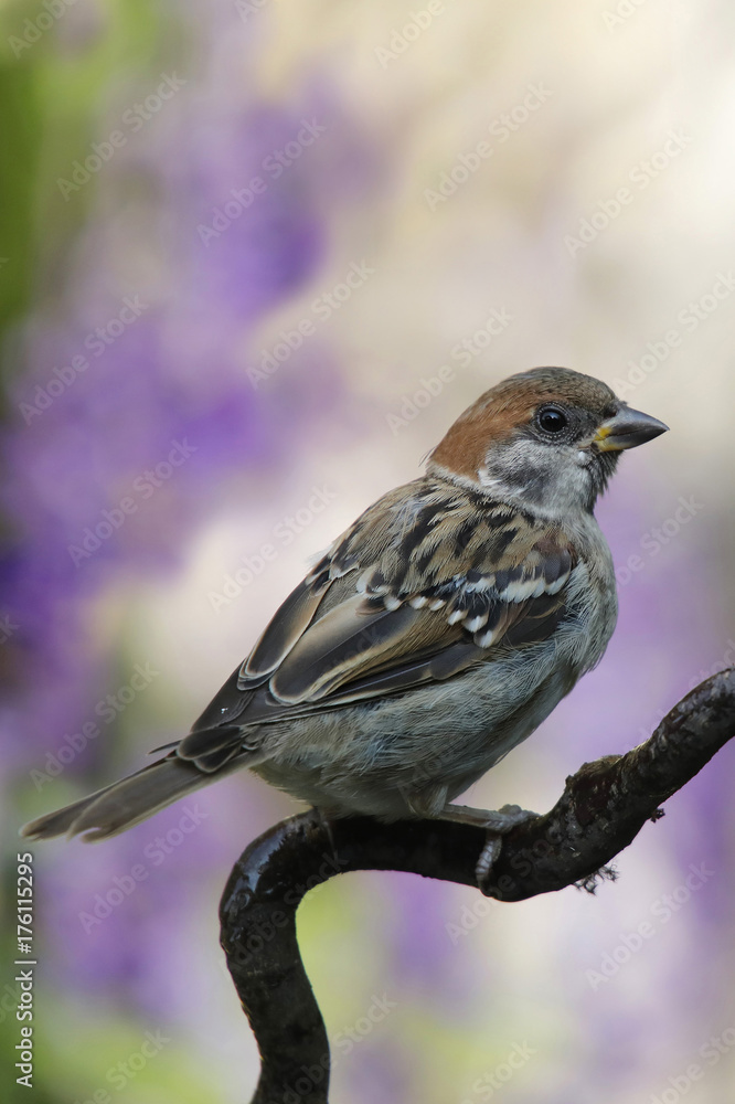 Fototapeta premium Feldsperling oder Feldspatz (Passer montanus)