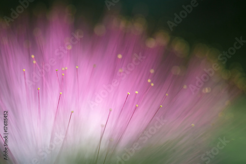 Abstract blurred purple flower natural background