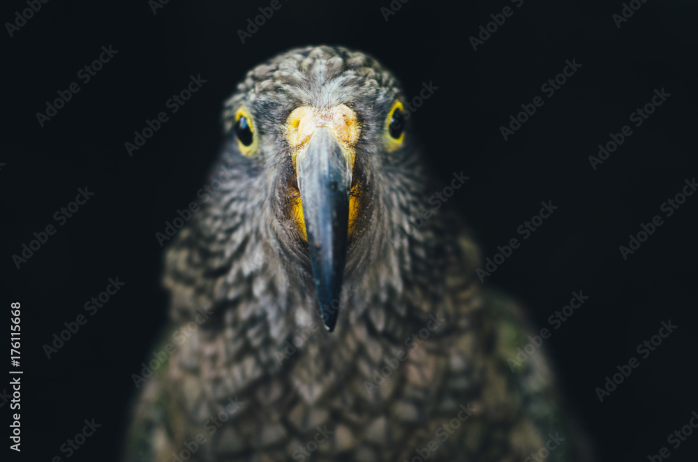 Close up of Kea Parrot Close up of Kea Parrot