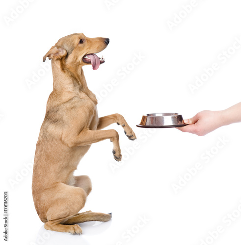 Fotografie Mixed bread dog stands on its hind legs asking for food