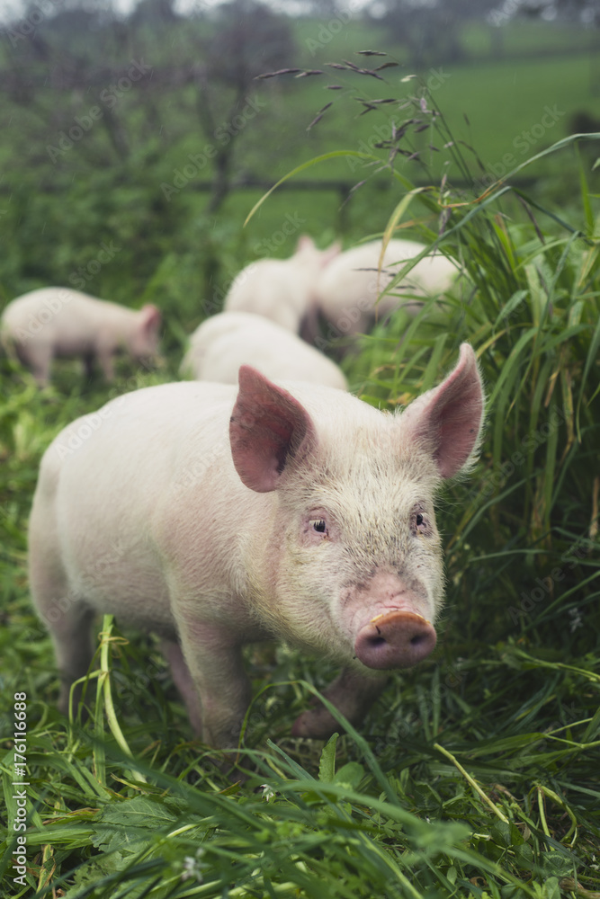 pigs in the long grass