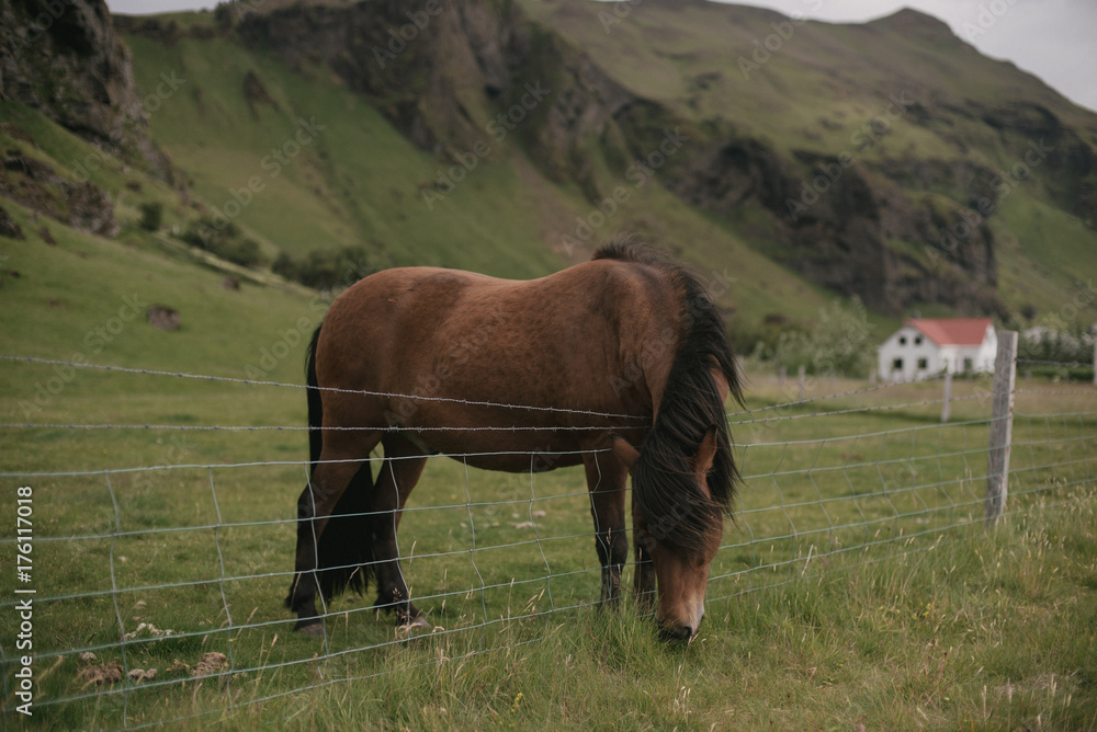 Icelandic Horse on farm eating grass over fence Icelandic Horse on farm eating grass over fence