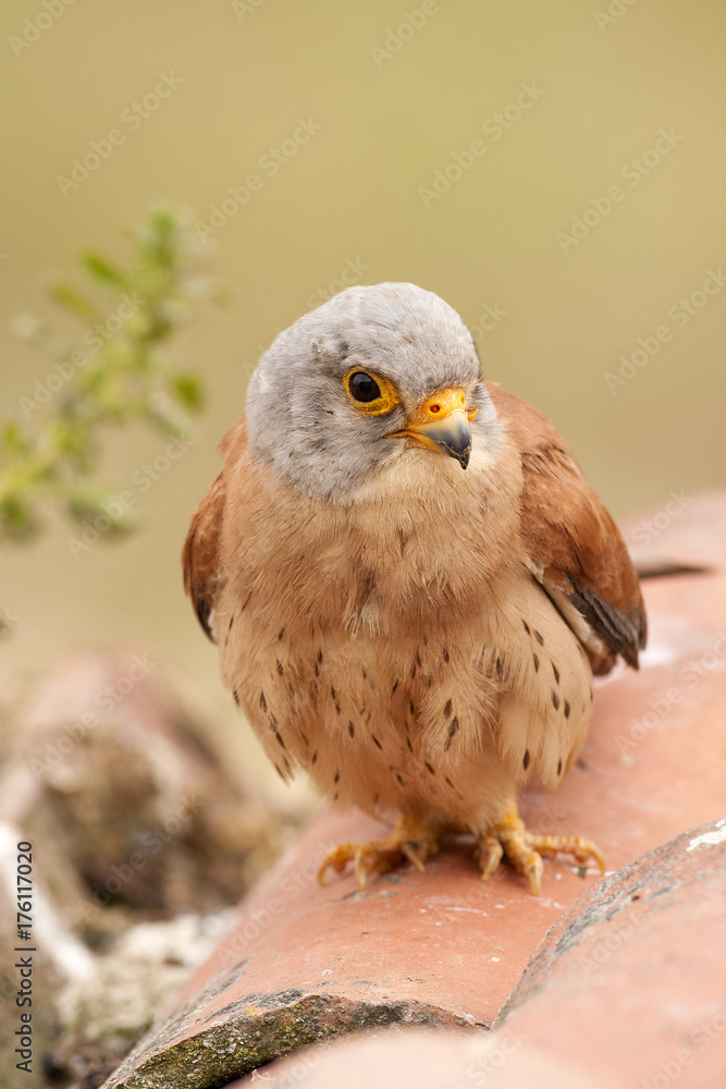 Lesser krestel Lesser krestel
