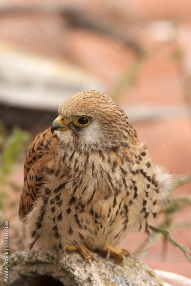 Lesser kestrel
