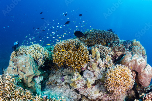 A healthy tropical coral reef