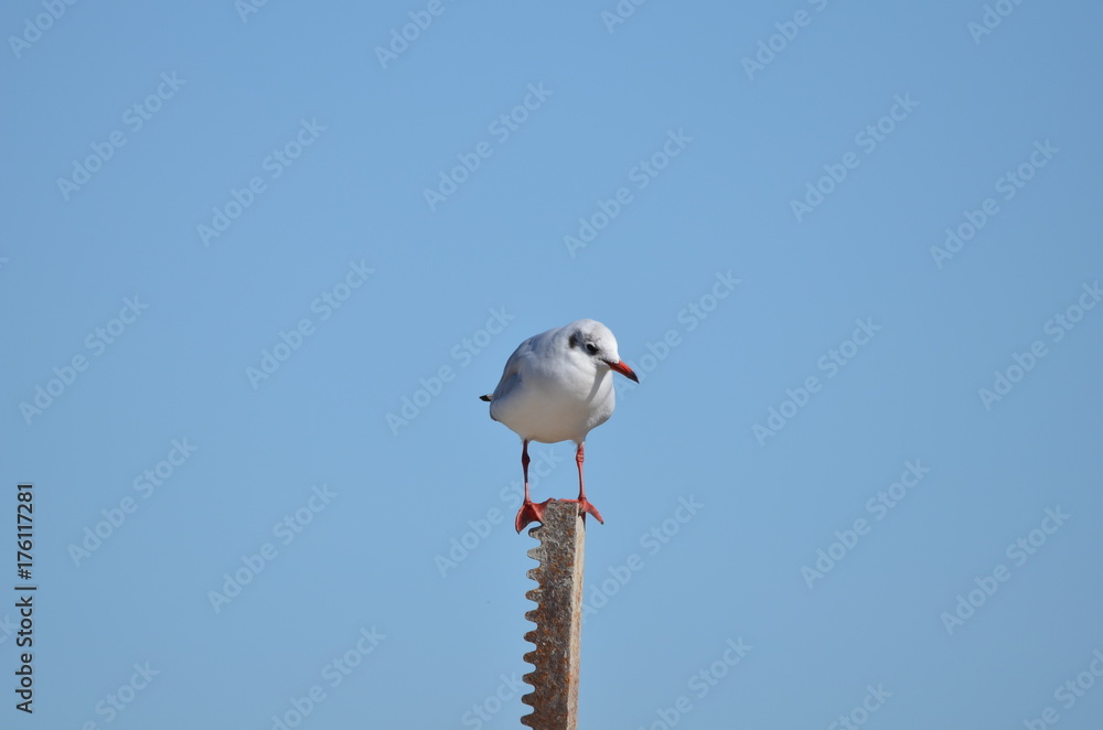 Mouette rieuse (Chroicocephalus ridibundus) Mouette rieuse (Chroicocephalus ridibundus)