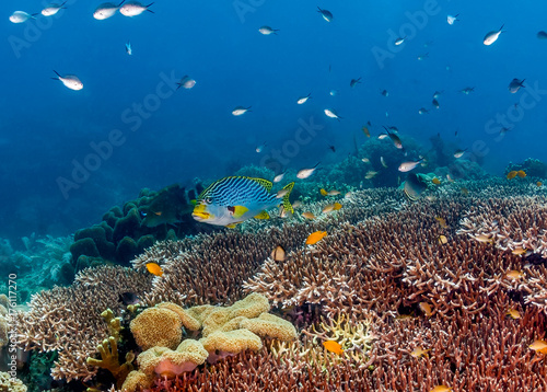 Fototapeta Naklejka Na Ścianę i Meble -  Sweetlips on a coral reef