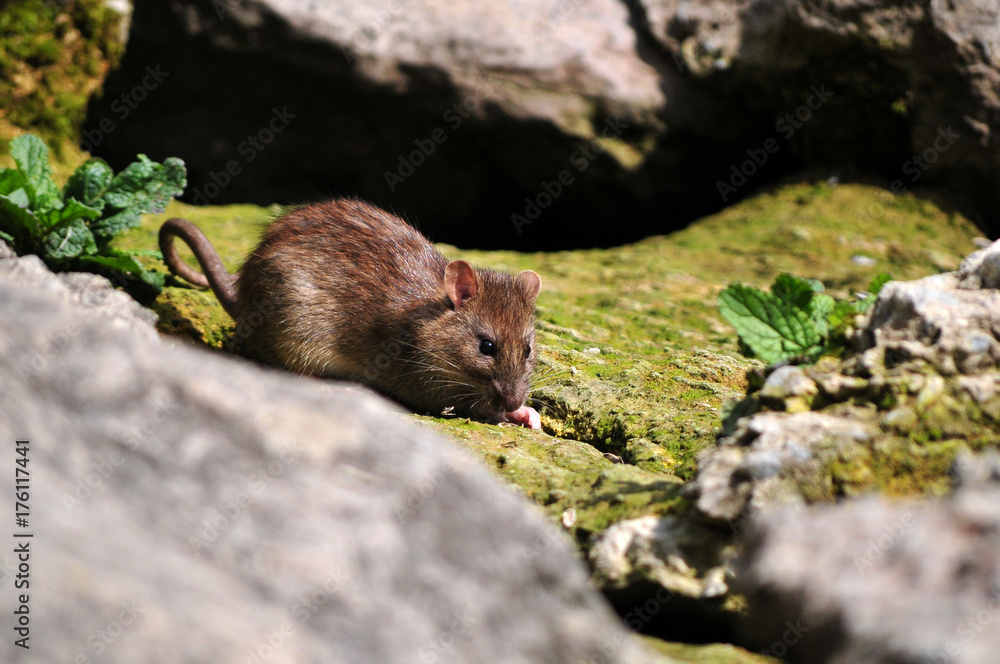 rat rat