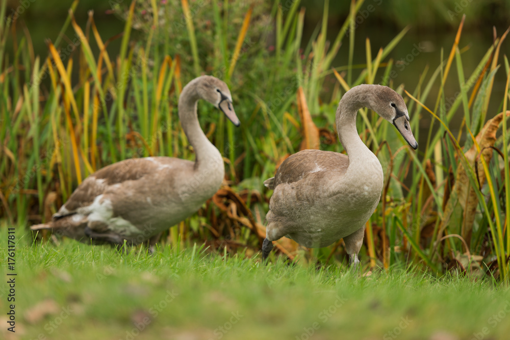 Obraz premium swans on the shore of the lake