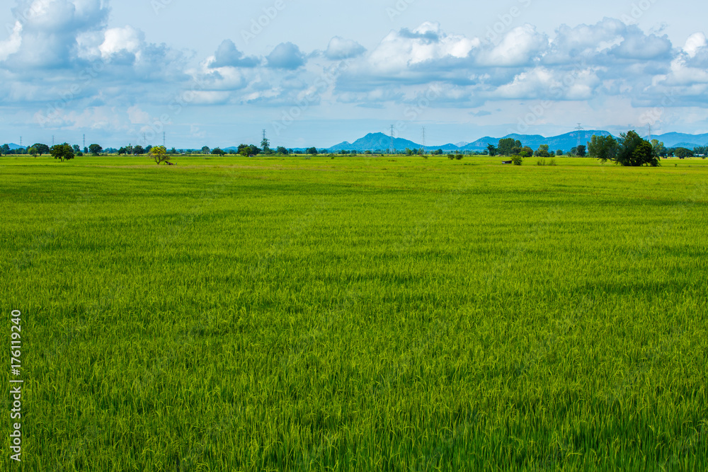 Field background with blue sky