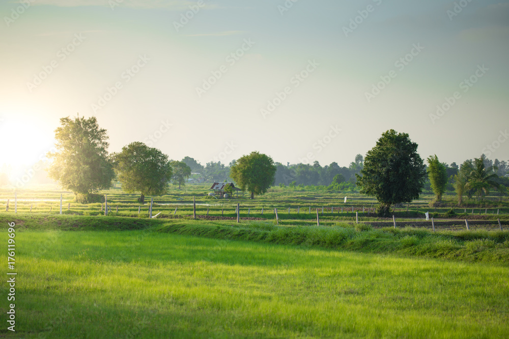 Fototapeta premium view of green field with sun flare in countryside of Thailand