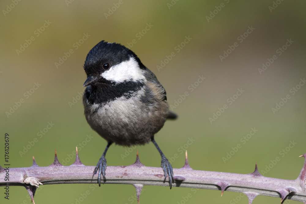 Obraz premium Coal tit