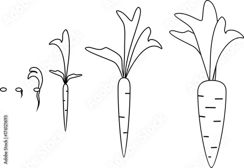 Carrot growth stages coloring pages