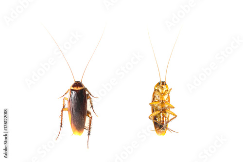 Top view a dead cockroaches isolated on white background.