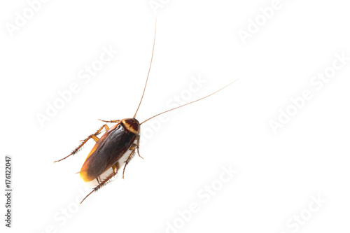 Top view a dead cockroach isolated on white background.