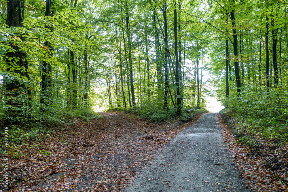 Obraz premium Waldweg