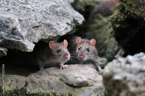 rat