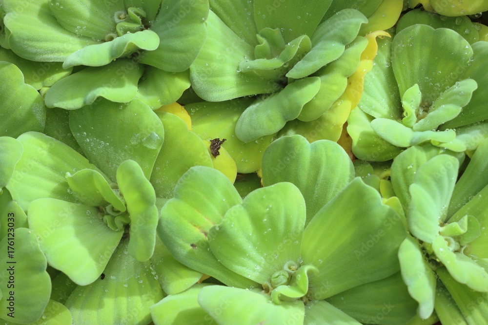 water lettuce water lettuce