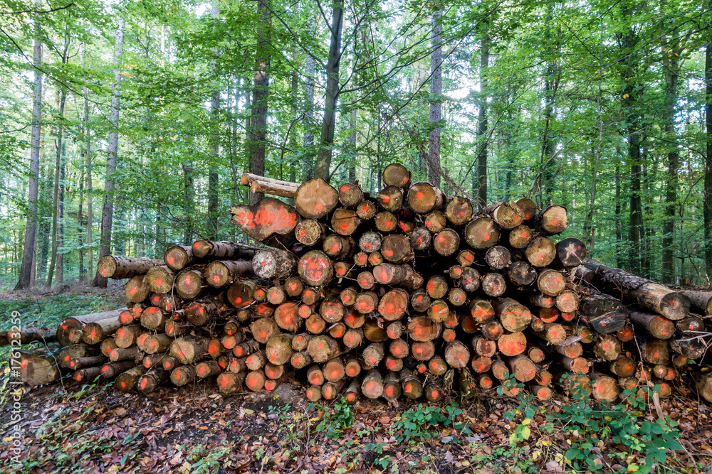 Markierte Baumstämme im Wald