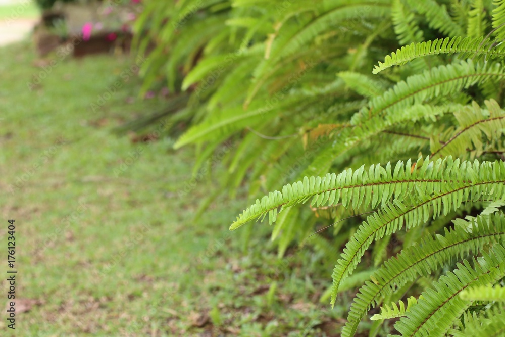 Fern Fern