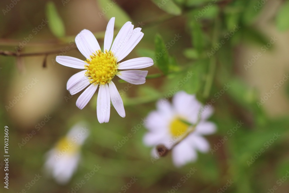 daisy flower field daisy flower field
