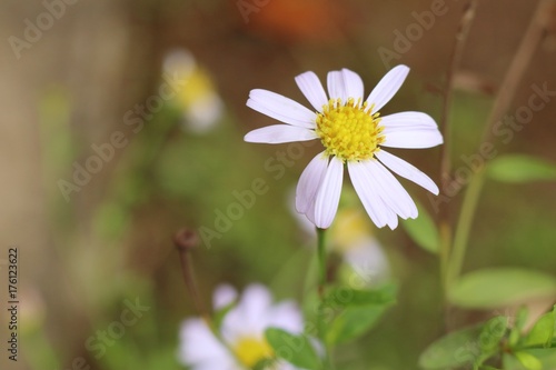 Fototapeta Naklejka Na Ścianę i Meble -  daisy flower field