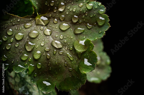 Macro di foglia verde con gocce