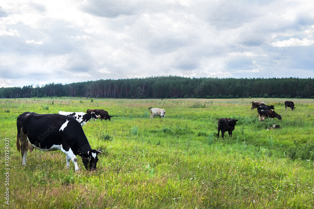 Cows on a summer pasture