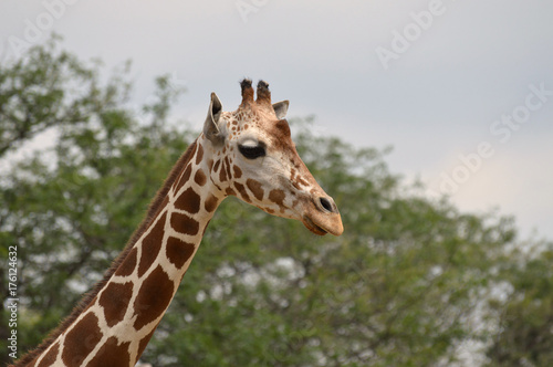 Giraffe © Kari