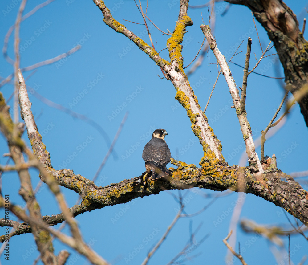 falco lodolaio falco lodolaio