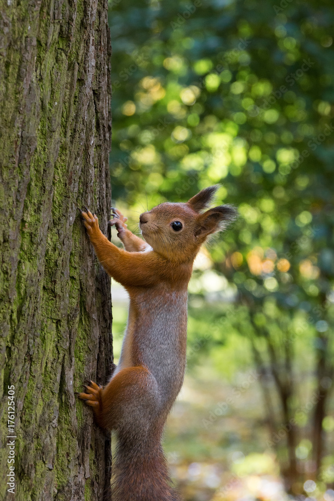 squirrel on a branch squirrel on a branch