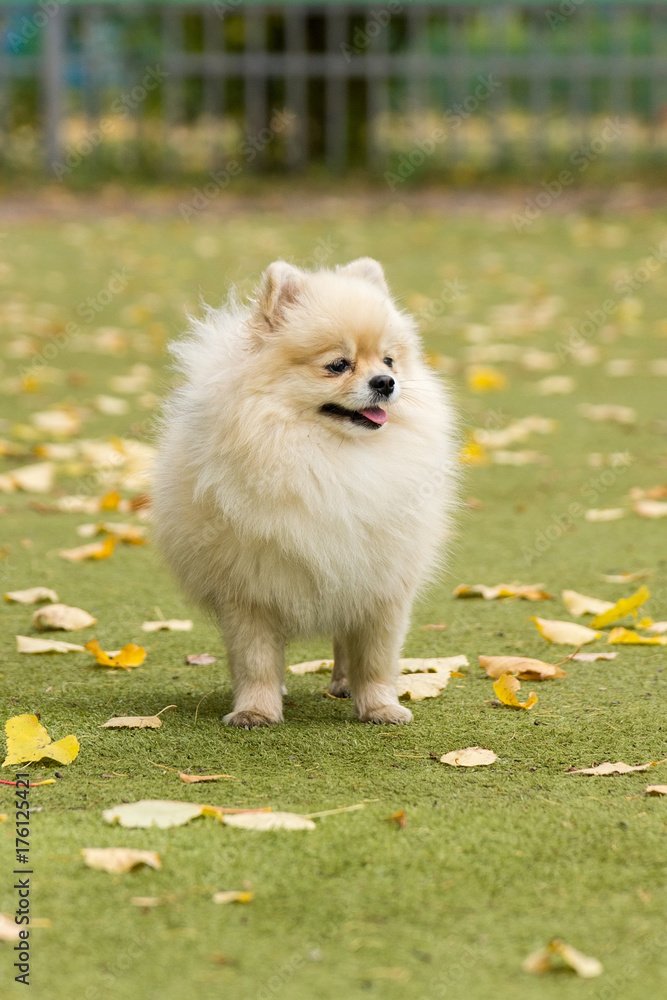 Little dog lying on the grass Little dog lying on the grass