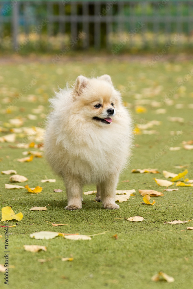 Little dog lying on the grass