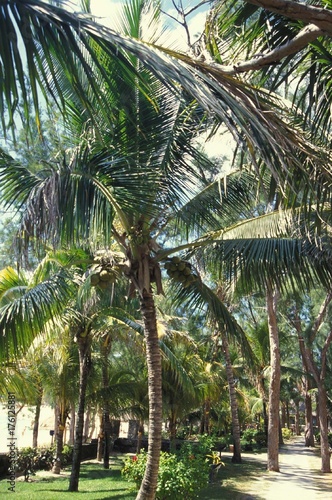 Palmiers et cocotiers sur l   le Maurice