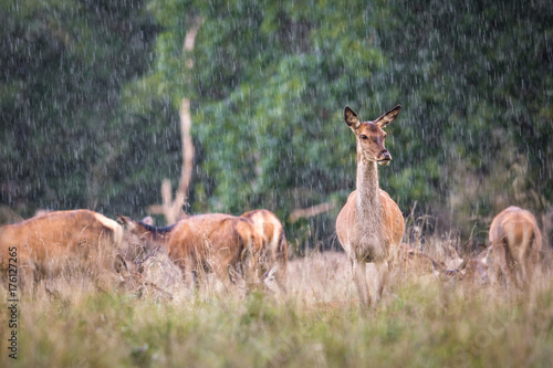 Red deer, Cervis elaphus, female standing in the rain, with a herd and forest in the background