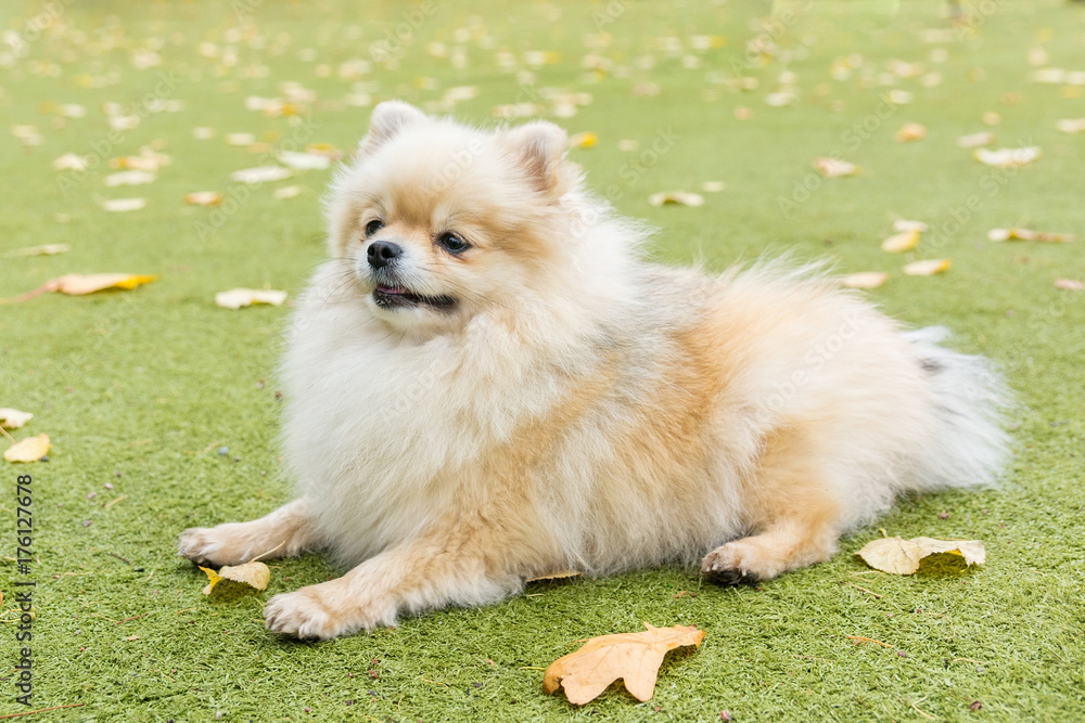 Little dog lying on the grass Little dog lying on the grass