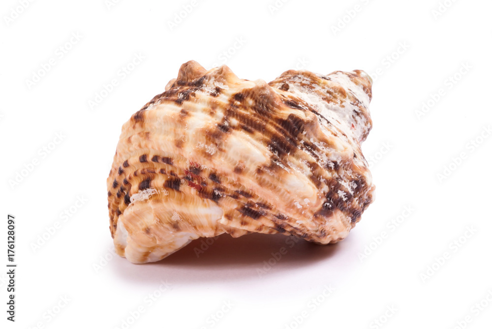 The single sea shell isolated on white background