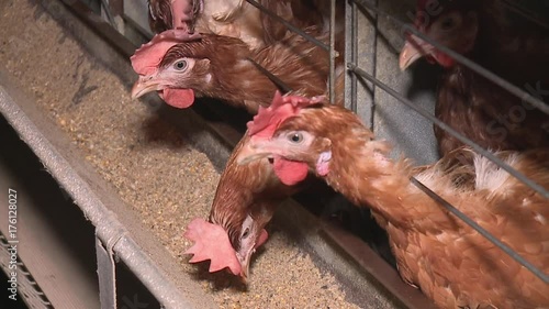 Chicken eggs and chickens eating food in farm Chicken eggs eating food in farm with eggs in tray.