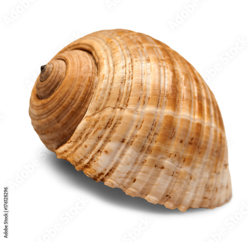 The single sea shell isolated on white background