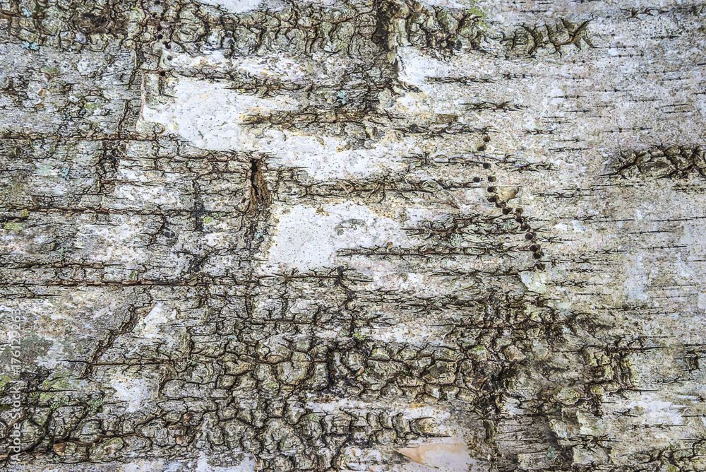 Fototapeta premium birch bark background