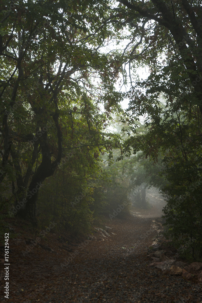 Fototapeta premium Rural road with stone fence, tall trees in Armenia