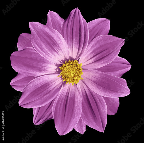 Pink  flower daisy on the black isolated background with clipping path. Closeup. Nature.
